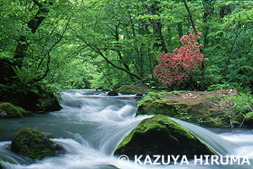 新緑の奥入瀬渓流　青森県　6月