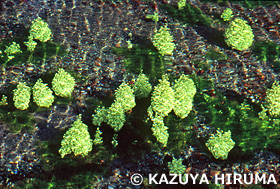 水草　小池水源　熊本県　12月