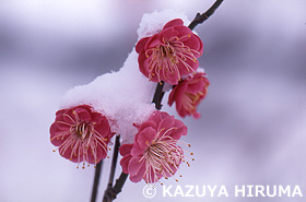 梅　野川　東京都　2月