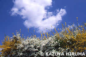 野川　東京都　3月