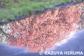 サクラ　野川　東京都　4月