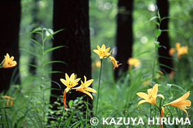 野川　東京都　5月