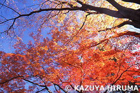 野川　東京都　11月