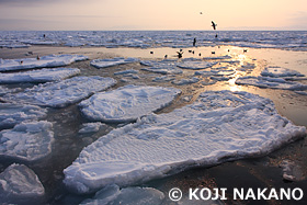 流氷　北海道　2月