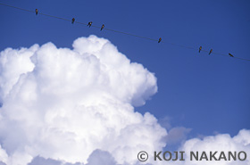 ツバメと入道雲　千葉県　8月