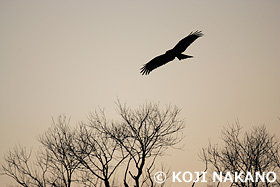 トビ　長野県　1月