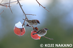 スズメ　長野県　1月