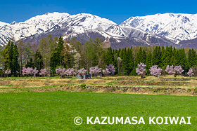 桜と北アルプス　長野県　4月