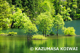 北竜湖　長野県　5月