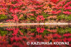 雲場池　長野県　11月