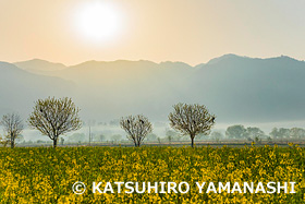 菜の花咲く朝の千曲川河川敷　長野県　4月