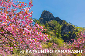 さくらの里から妙義山　群馬県　4月