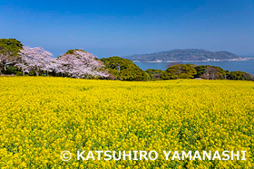 菜の花咲くのこのしまアイランドパーク　能古島　福岡県　3月