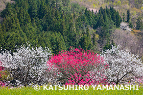 花桃咲く月川温泉　長野県　4月