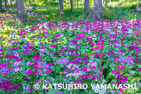 クリンソウ咲く花の森四十八滝山野草花園　岐阜県　6月