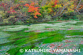 バイカモ咲くグダリ沼　青森県　10月