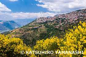 エニシダの花とアラホバの町　ギリシャ　5月