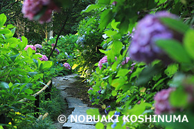 矢田寺　奈良県　6月