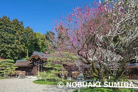 梅宮大社の梅　京都府　3月