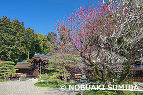 梅宮大社の梅　京都府　3月