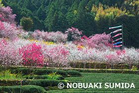 久喜の花桃　高知県　3月