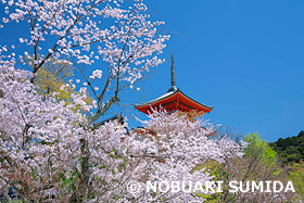 桜咲く清水寺　京都府　3月