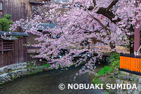 桜咲く祇園白川　京都府　4月