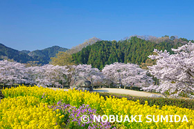 春の石舞台古墳　奈良県　3月