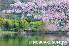 桜咲く広沢池　京都府　4月