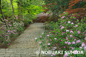 シャクナゲ咲く室生寺　奈良県　5月