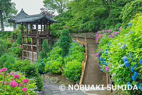 アジサイ咲く善峯寺　京都府　6月