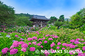 アジサイ咲く観音寺　京都府　6月