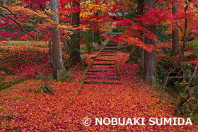 龍穏寺の散紅葉　京都府　11月