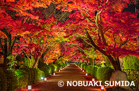 西教寺参道のライトアップ　滋賀県　11月