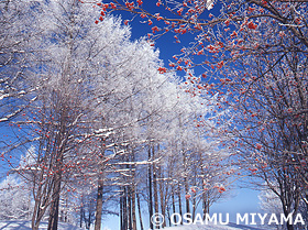 霧氷のナナカマドとカラマツ林　北海道　1月