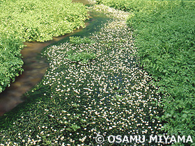 バイカモの花とクレソン　北海道　6月