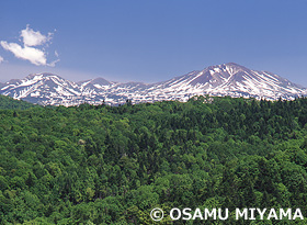 新緑と大雪山連峰　北海道　春