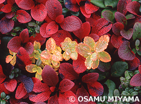 ウラシマツツジの紅葉　北海道　9月