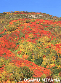 紅葉　銀泉台　北海道　秋