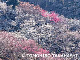 筑波山梅林　茨城県　3月