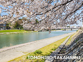 浅野川　石川県　4月