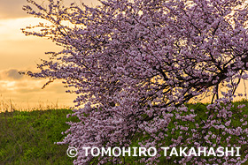 足羽川　福井県　4月