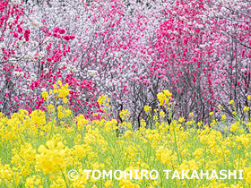 西川花公園 　高知県　3月