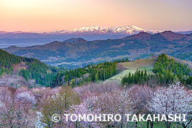 桜峠 　福島県　5月