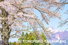 桜と磐梯山　福島県　5月