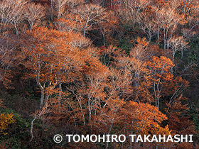 紅葉木　山形県　10月