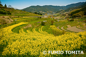 稲渕の棚田　奈良県　4月