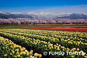 チューリップと桜　富山県　4月