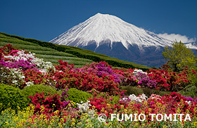 ツツジと富士山　静岡県　4月