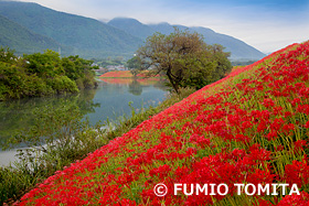 津屋川のヒガンバナ　岐阜県　9月